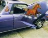 Brumby2.jpg